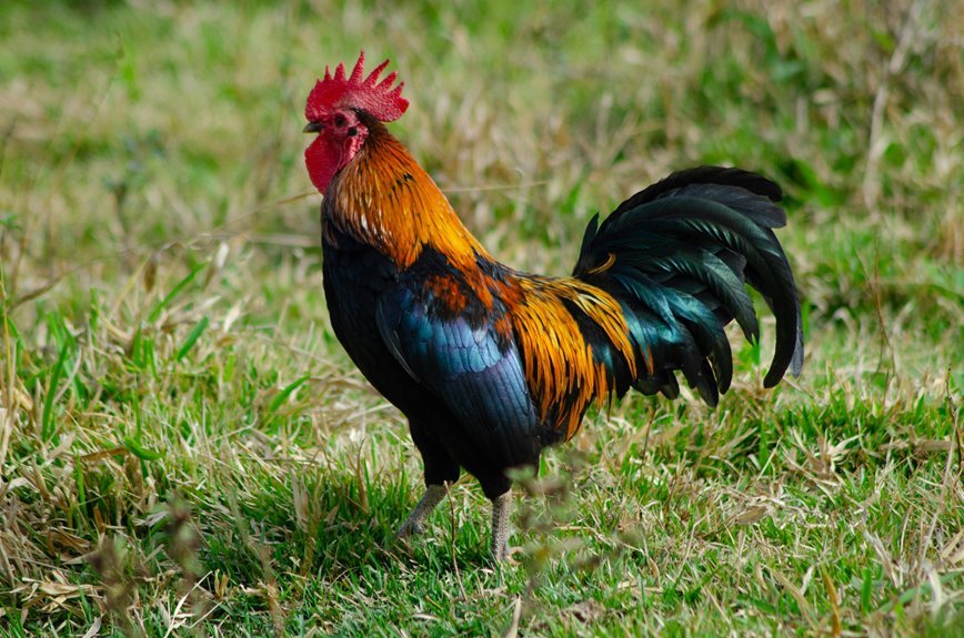 diamond terra crest product